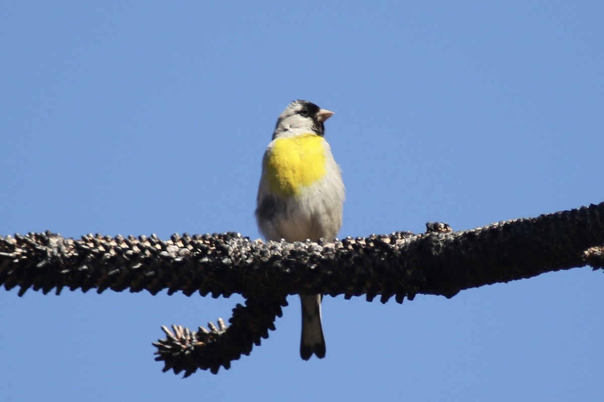 Lawrence's Goldfinch - ML455070031