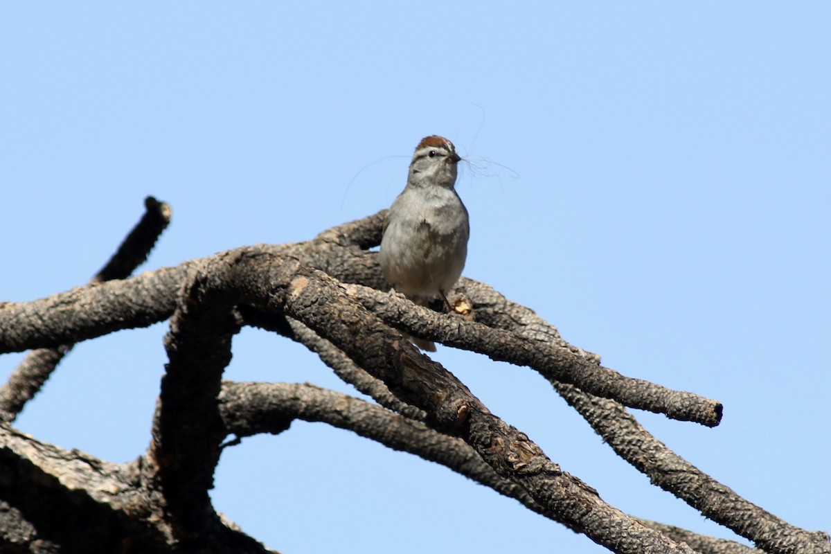 Chipping Sparrow - ML455071191