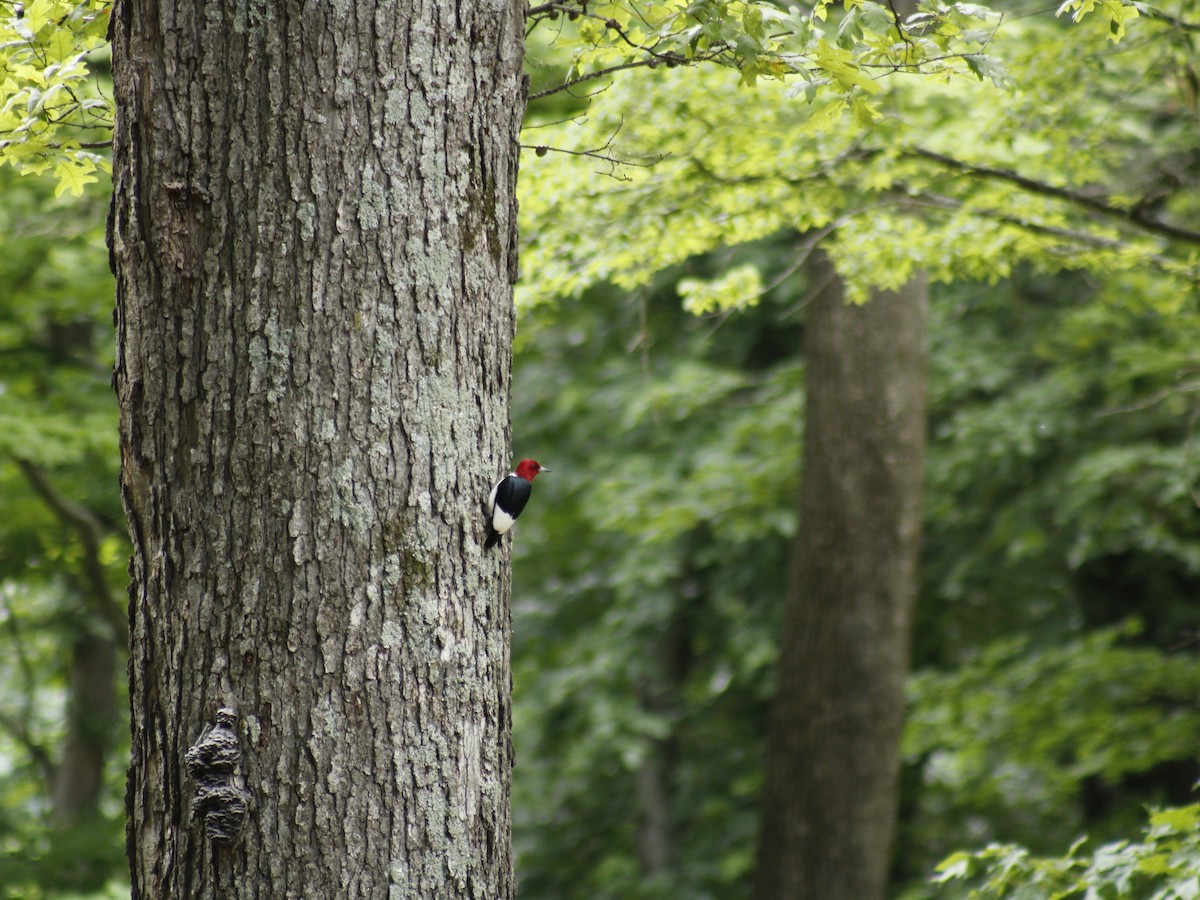 Red-headed Woodpecker - ML455072831