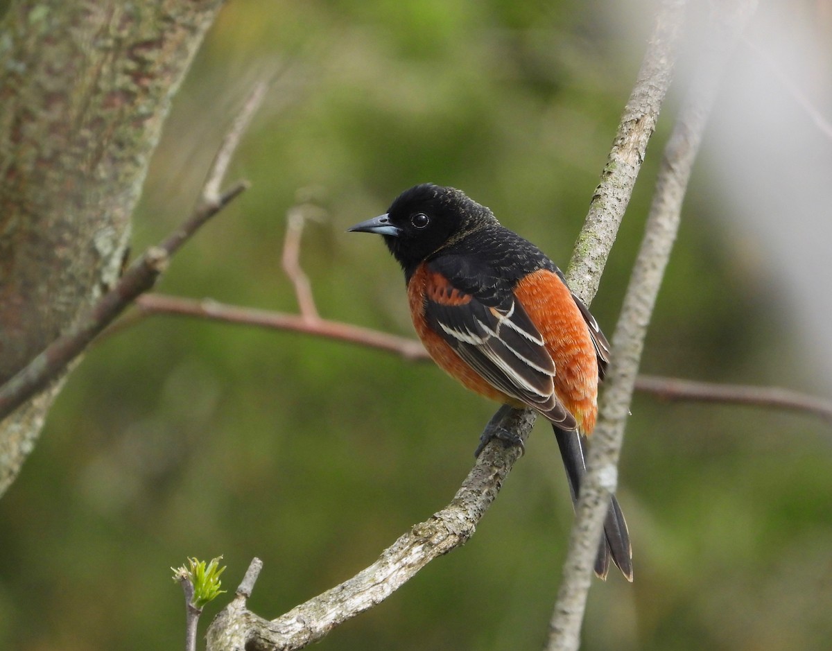Orchard Oriole - ML455073991