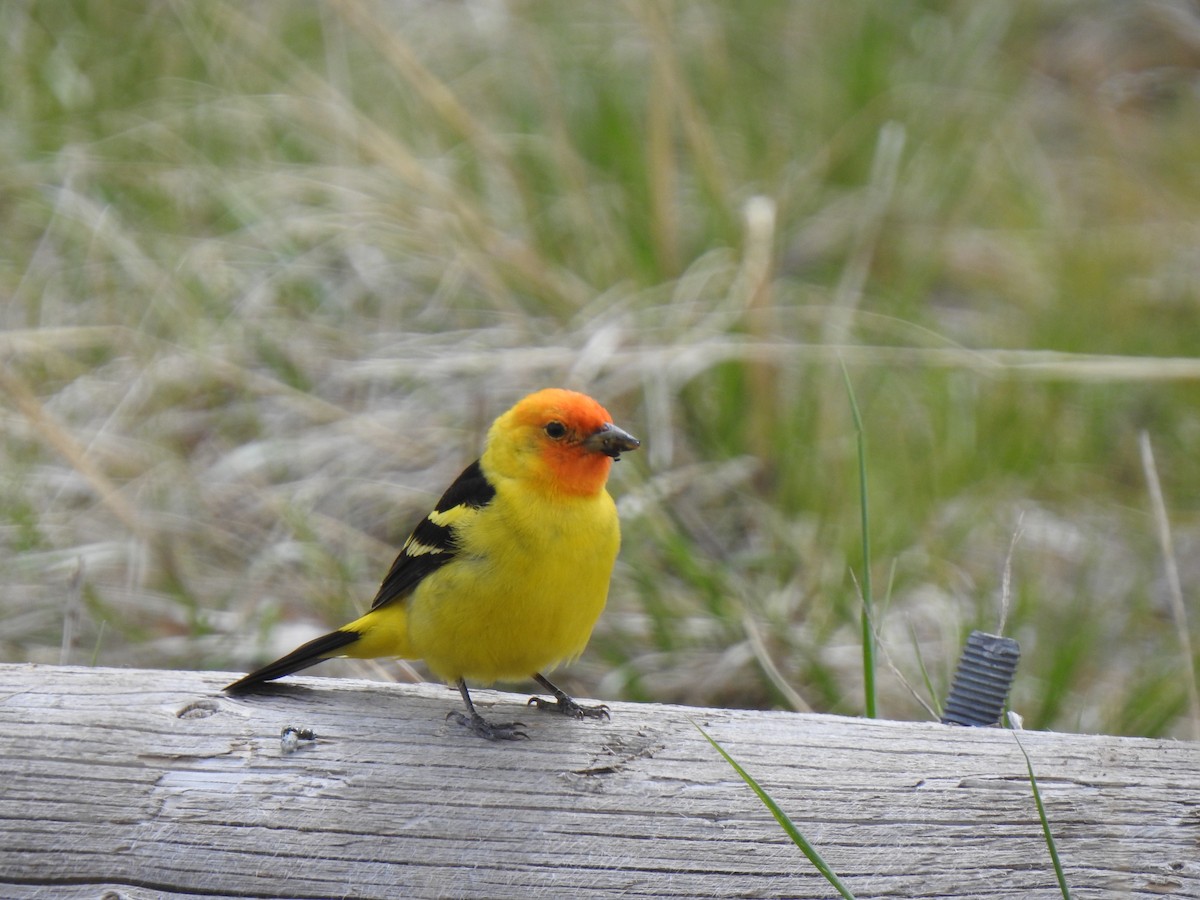 Western Tanager - Pat Grantham