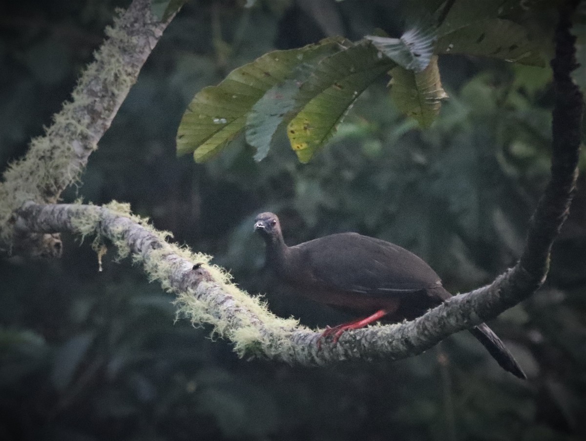 Sickle-winged Guan - ML455086401