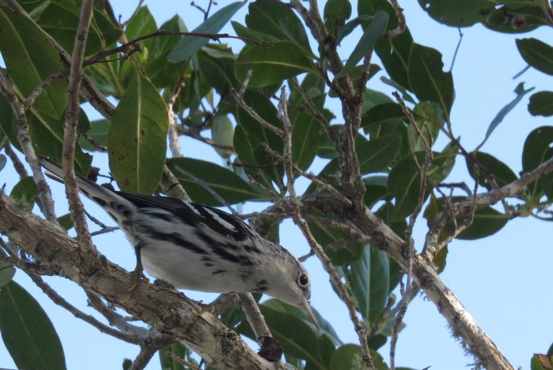 Black-and-white Warbler - ML45509151