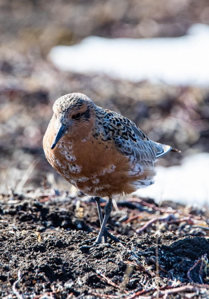Red Knot - ML455094541