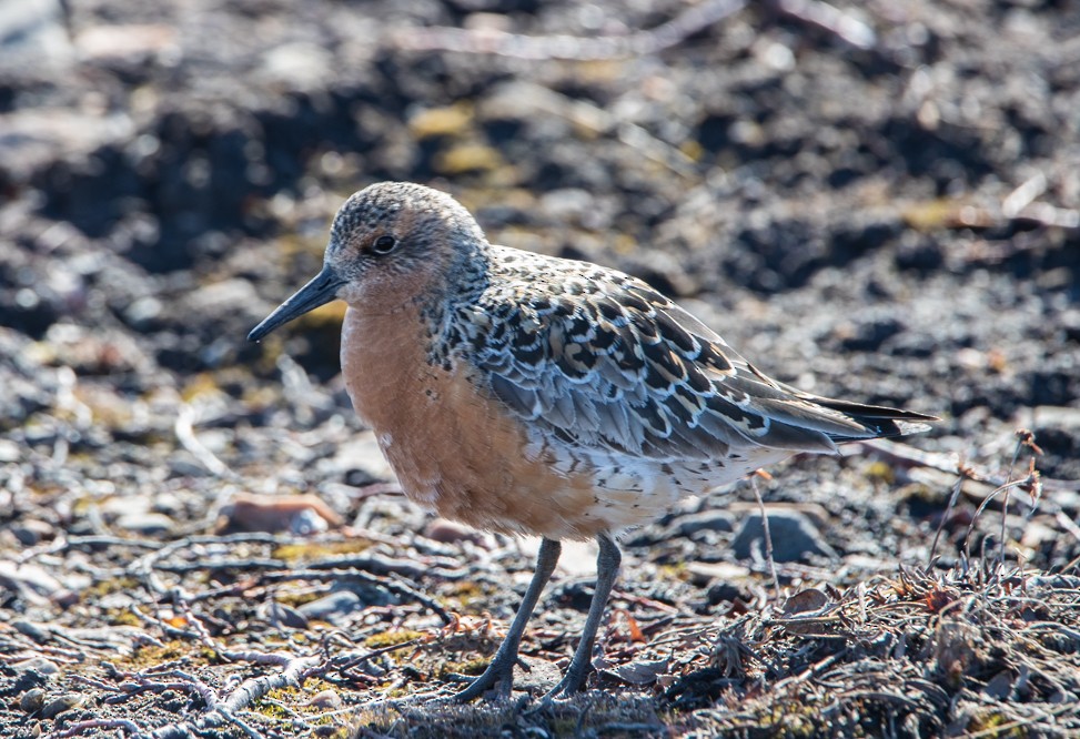 Red Knot - ML455094551