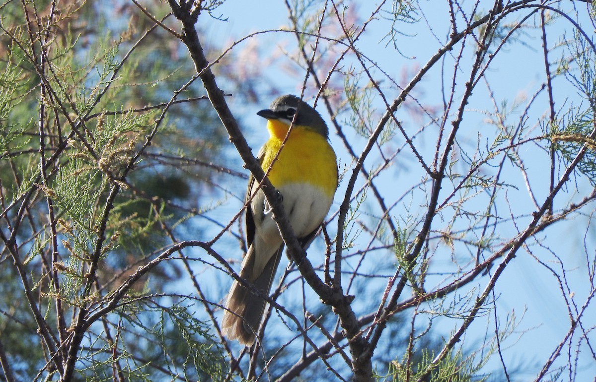 Yellow-breasted Chat - ML455121041