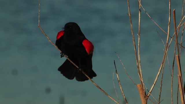 Red-winged Blackbird (Red-winged) - ML455124
