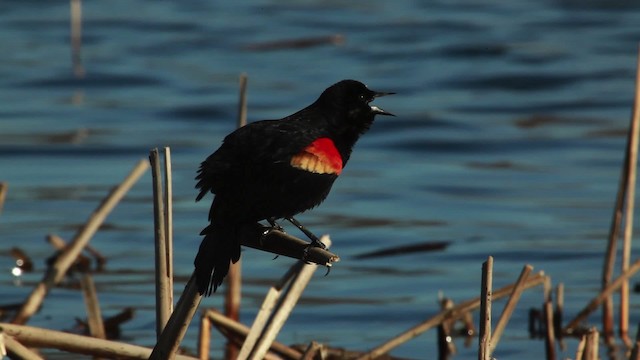 Red-winged Blackbird (Red-winged) - ML455130