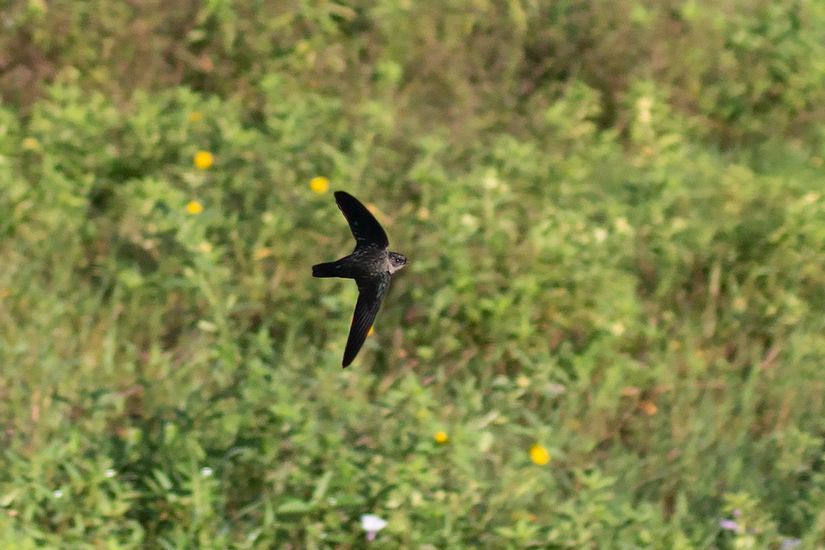 Cave Swiftlet - ML455132321