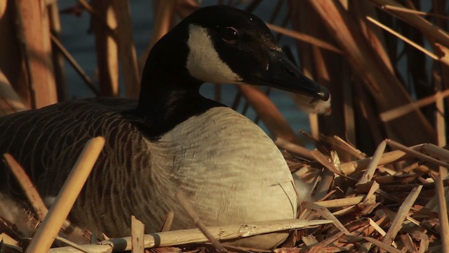 Canada Goose - ML455138