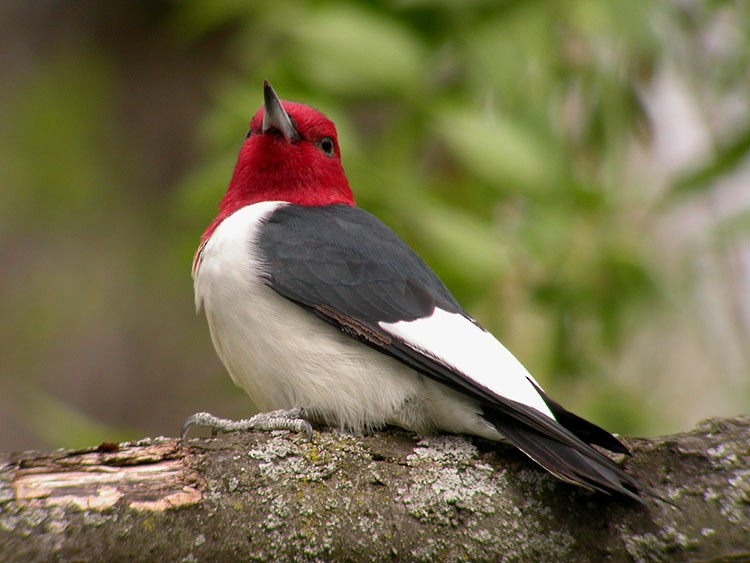 Red-headed Woodpecker - Thomas Schultz