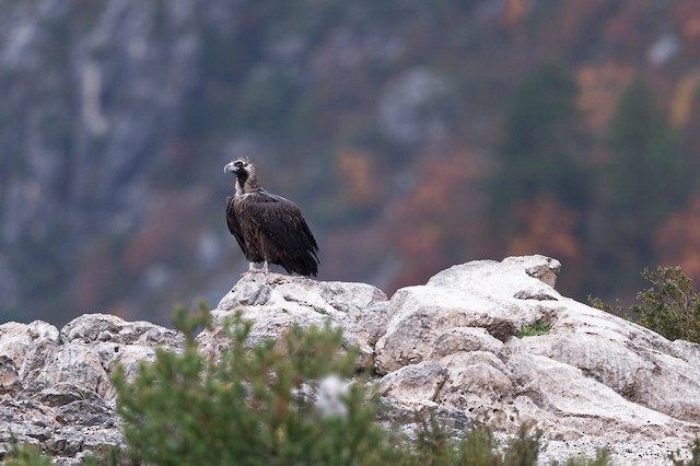Breeding habitat; Provence-Alpes-Côte d'Azur, France. - Cinereous Vulture - 