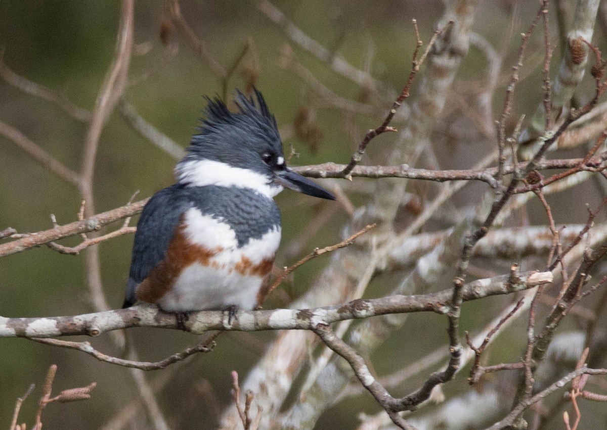 Belted Kingfisher - ML45514591