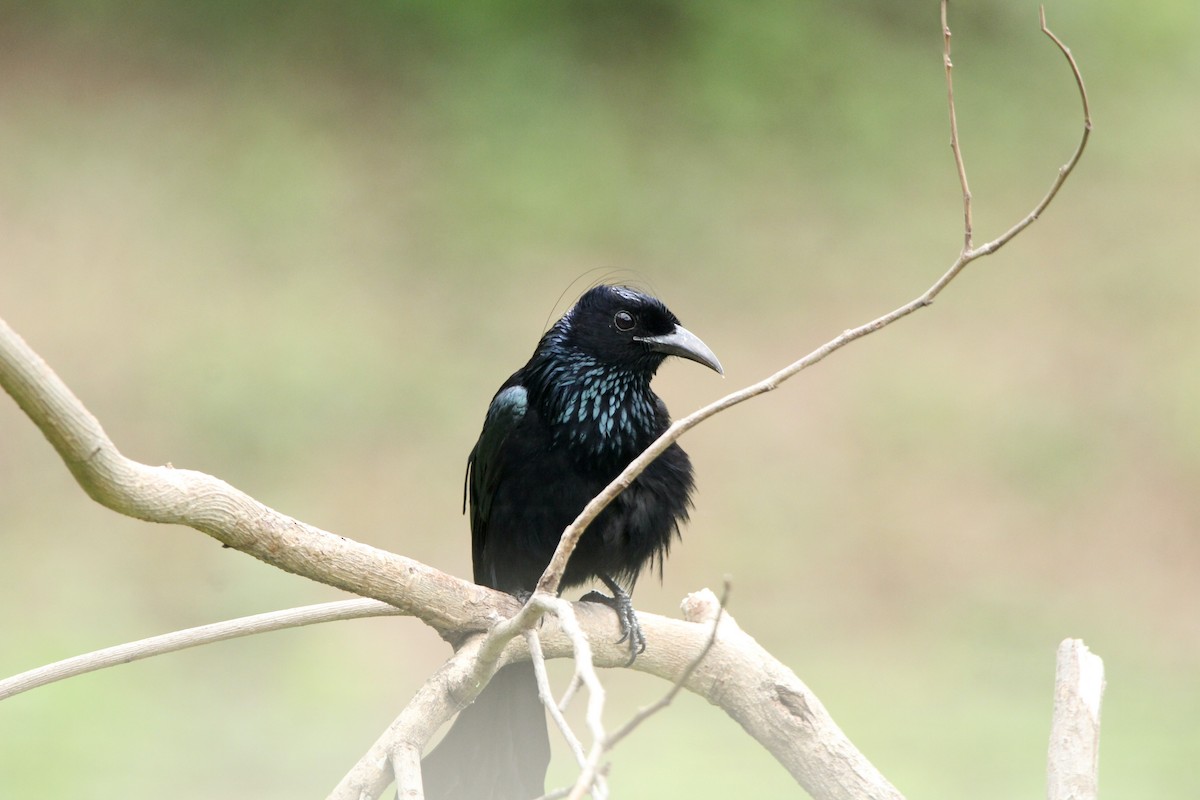 Hair-crested Drongo - ML455146921