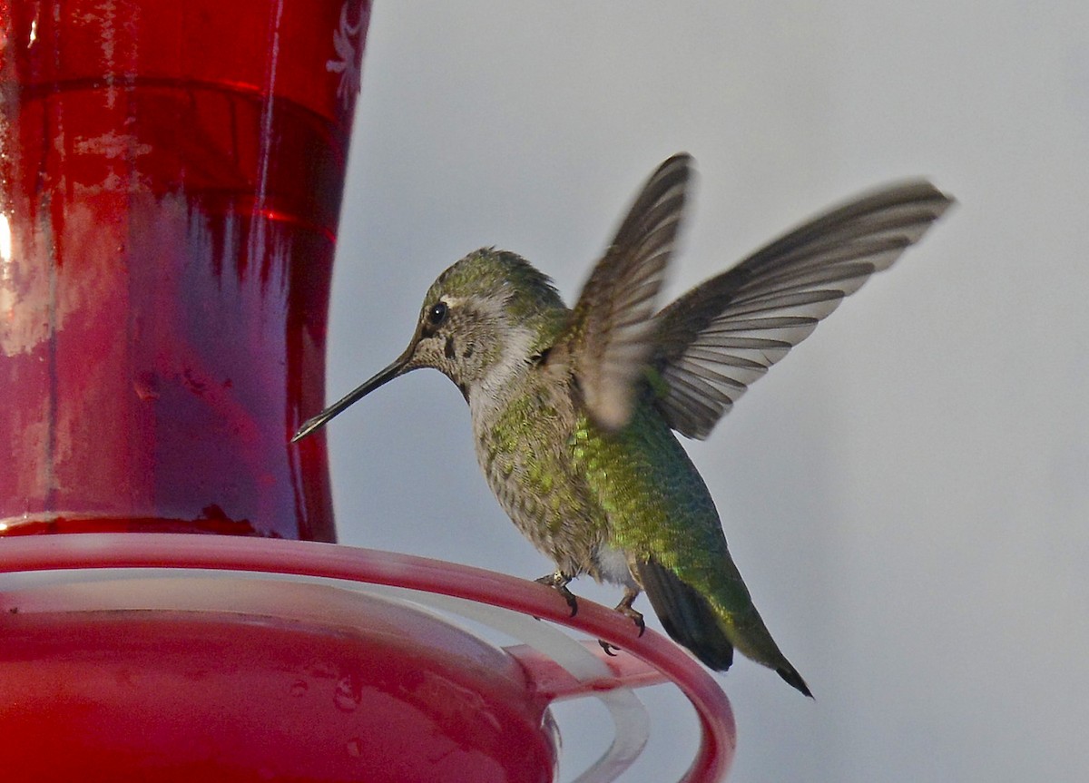 Anna's Hummingbird - Mark Schwan