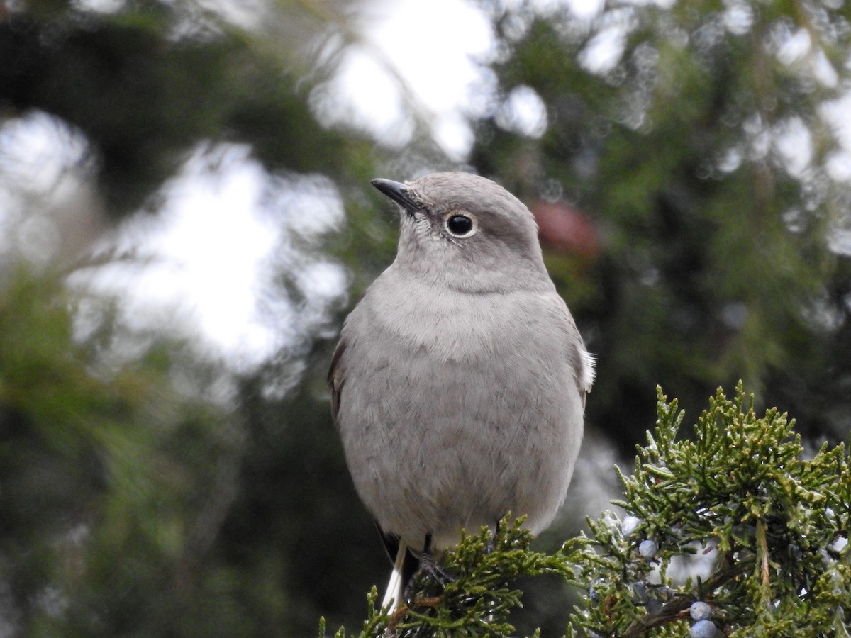 Townsend's Solitaire - ML45515221