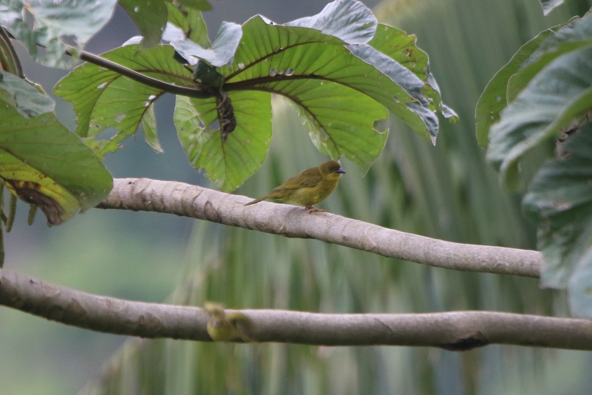 Olive-green Tanager - Ian Thompson