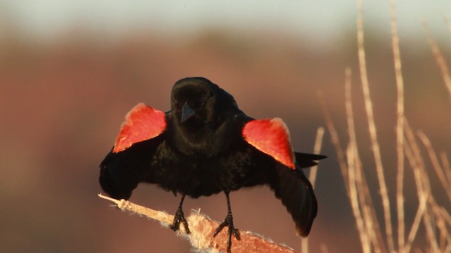 Red-winged Blackbird (Red-winged) - ML455158