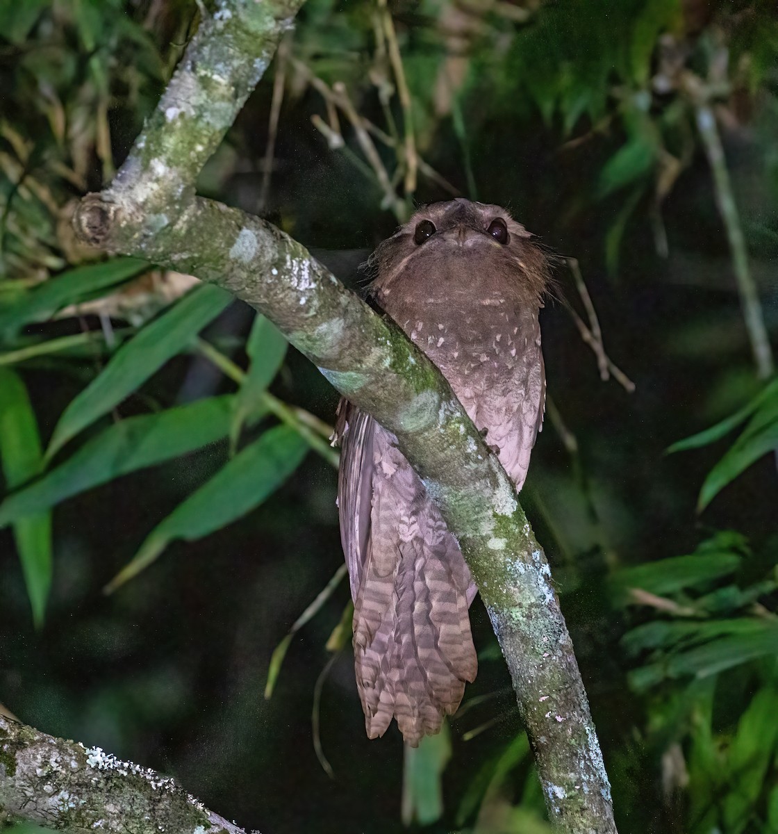 Dulit Frogmouth - Dave Bakewell