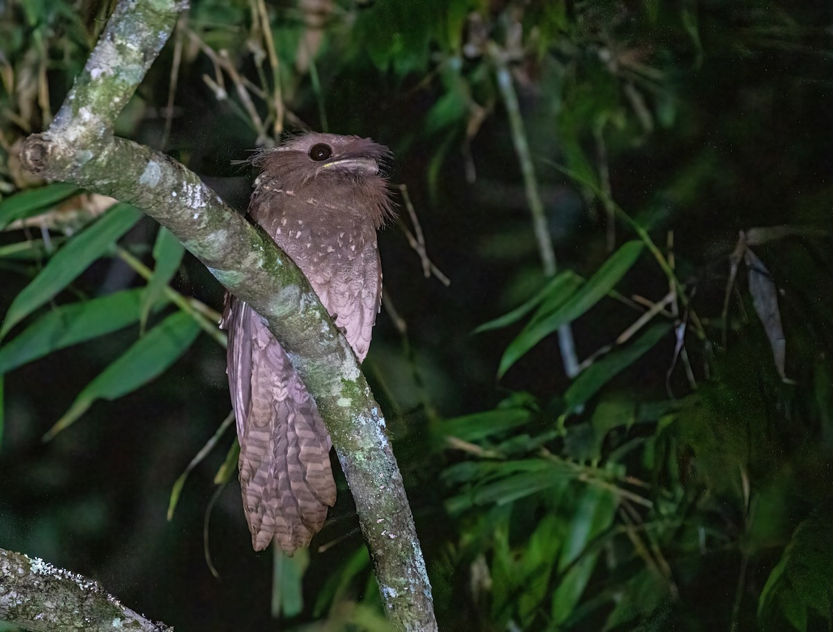 Dulit Frogmouth - Dave Bakewell