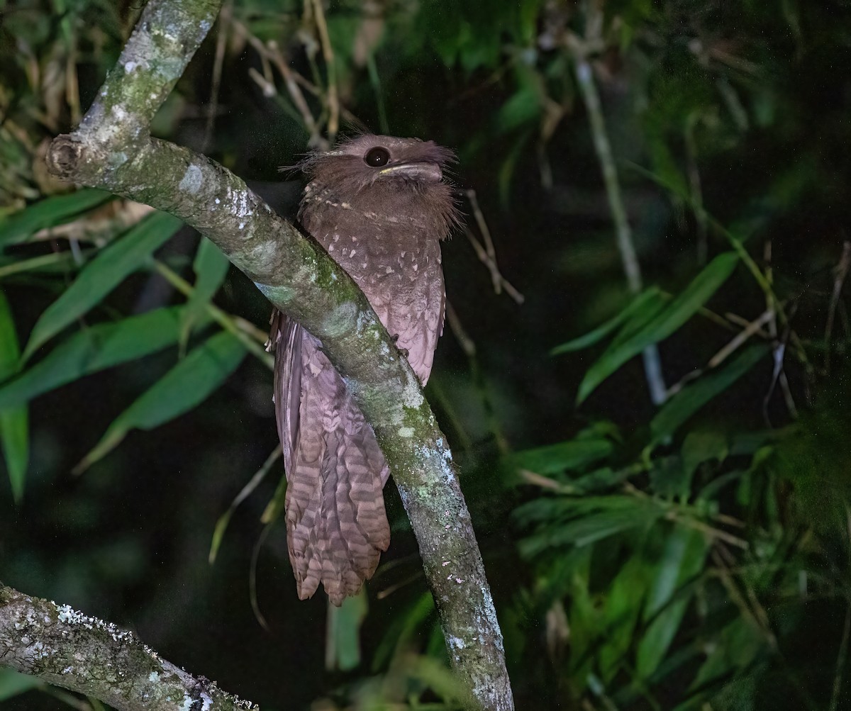 Dulit Frogmouth - ML455158631