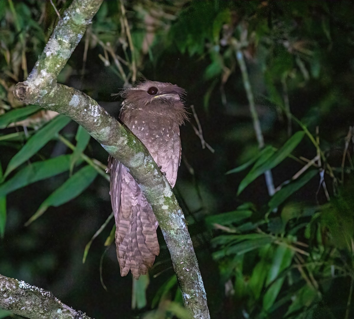 Dulit Frogmouth - ML455158641