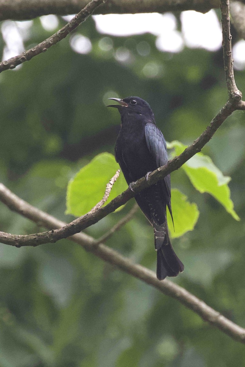 Square-tailed Drongo-Cuckoo - ML455158671