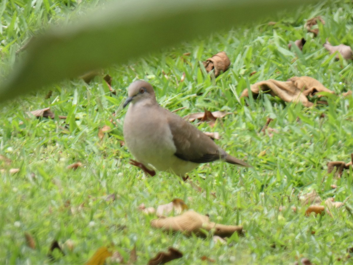 Gray-chested Dove - ML455159391