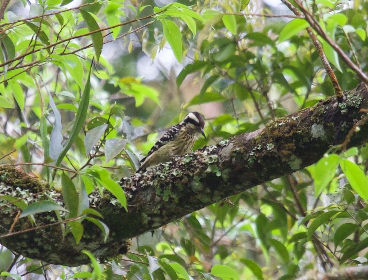 Philippine Pygmy Woodpecker - ML45516571