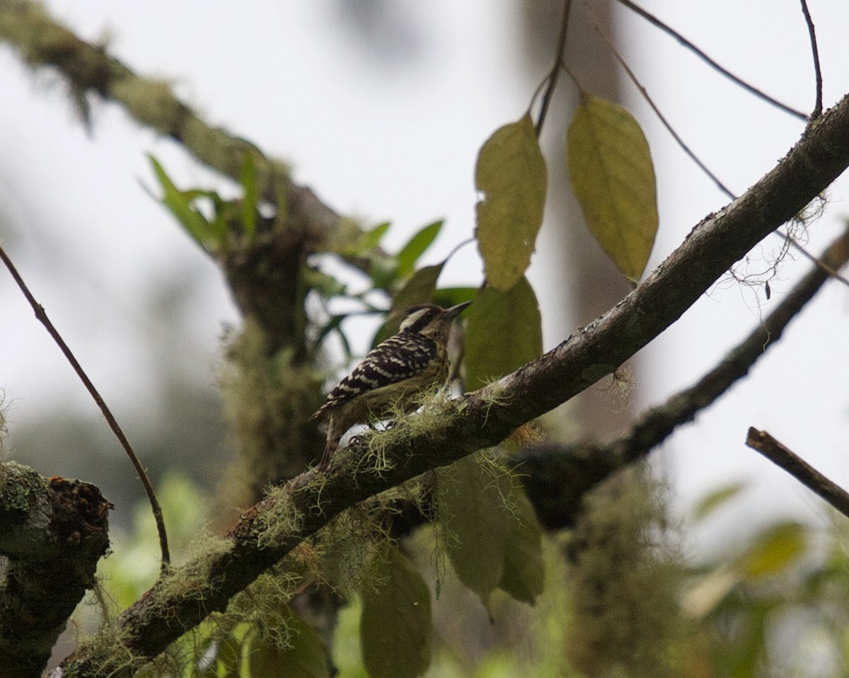 Philippine Pygmy Woodpecker - ML45516581