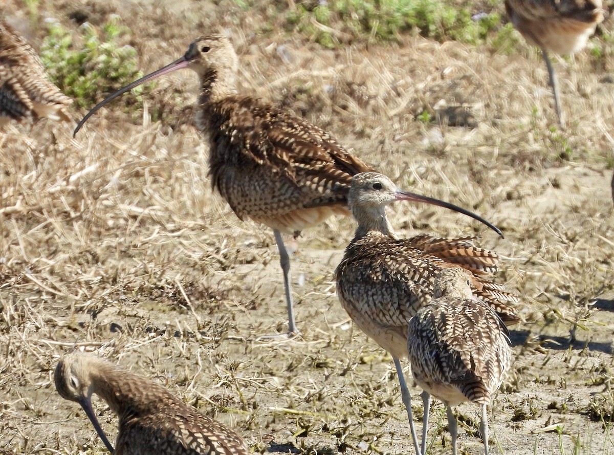 Long-billed Curlew - ML455166201