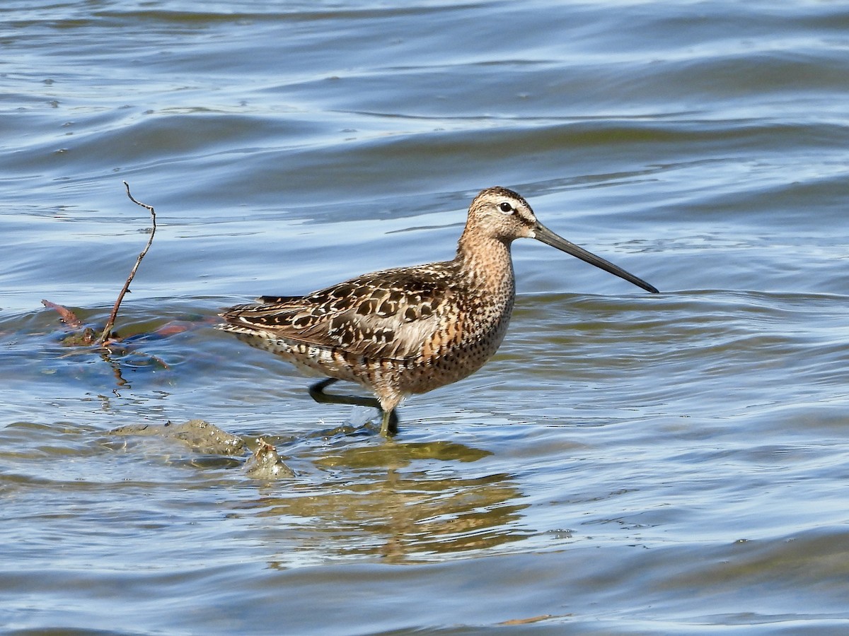 Long-billed Dowitcher - ML455166421
