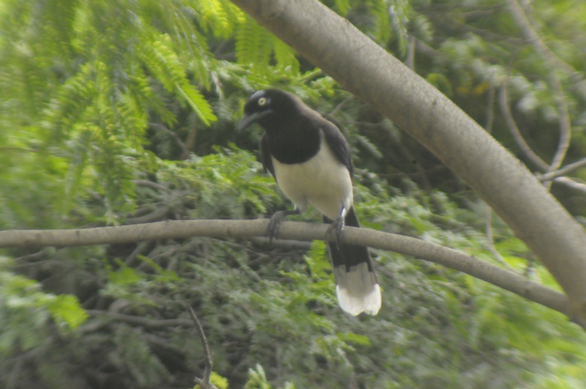 Magpie Tanager - ML455167081