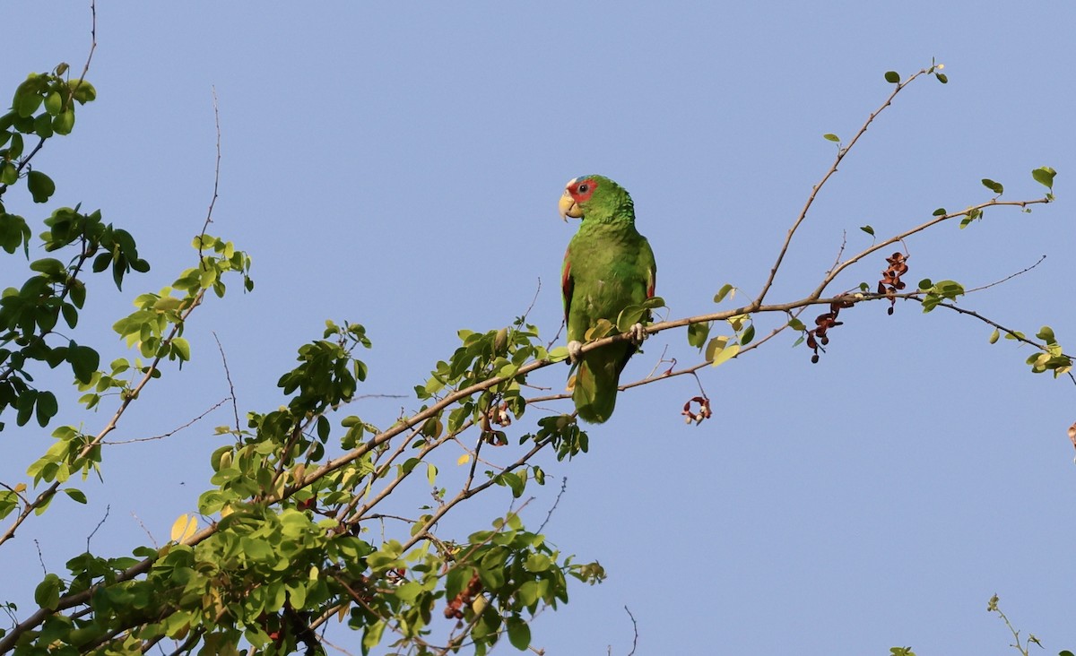 White-fronted Parrot - Anne Bielamowicz