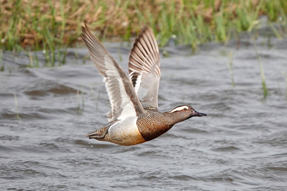 Garganey - Spatula querquedula - Media Search - Macaulay Library and eBird