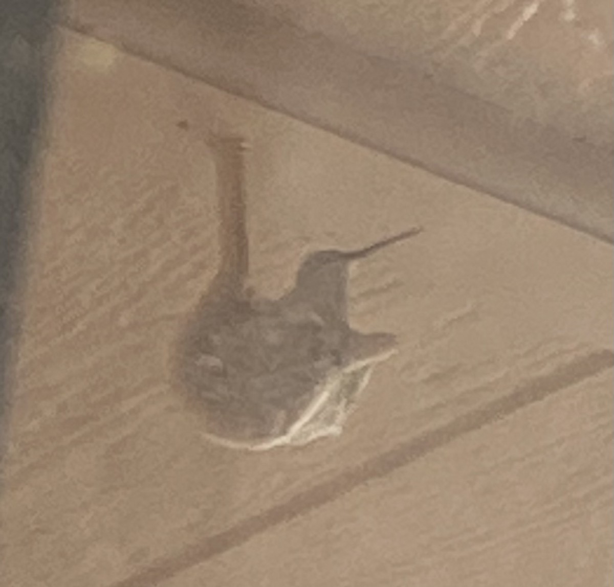 Black-chinned Hummingbird - ML455172091