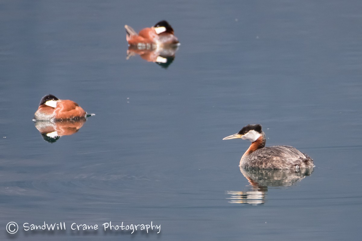 Red-necked Grebe - ML455173771