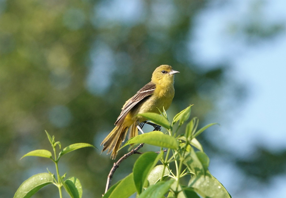 Orchard Oriole - ML455174231