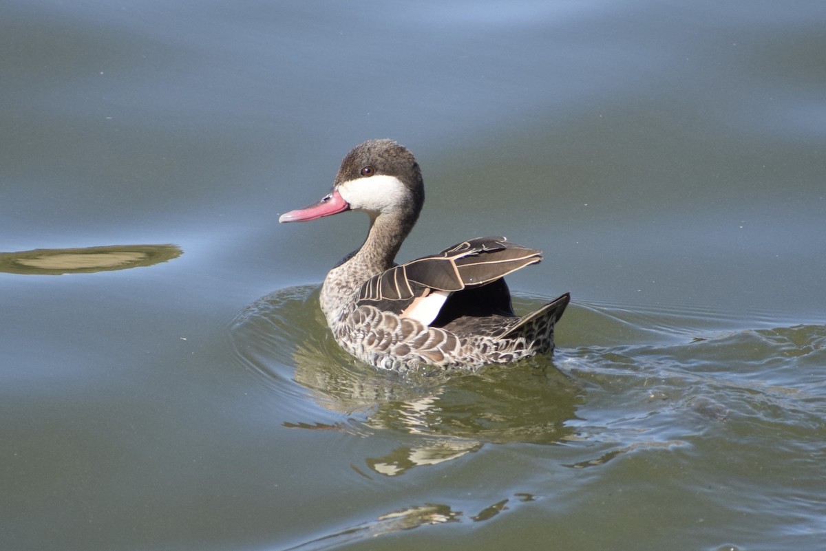 Red-billed Duck - Jacob Henry