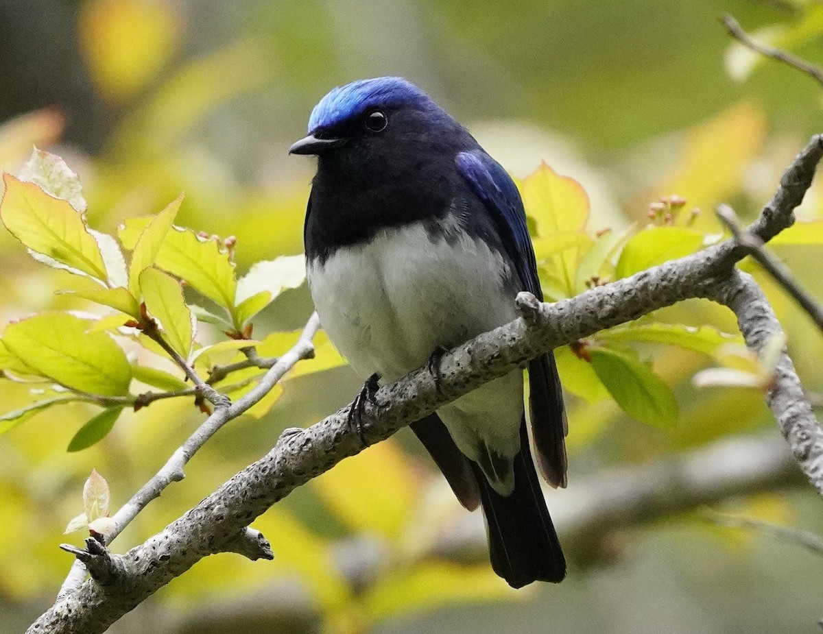 Blue-and-white Flycatcher - ML455178301