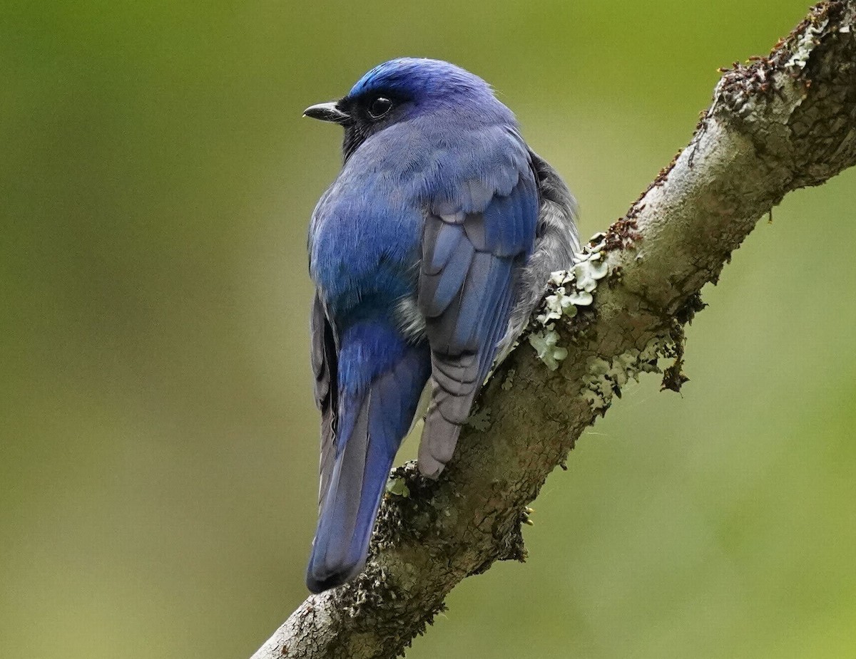 Blue-and-white Flycatcher - ML455178321