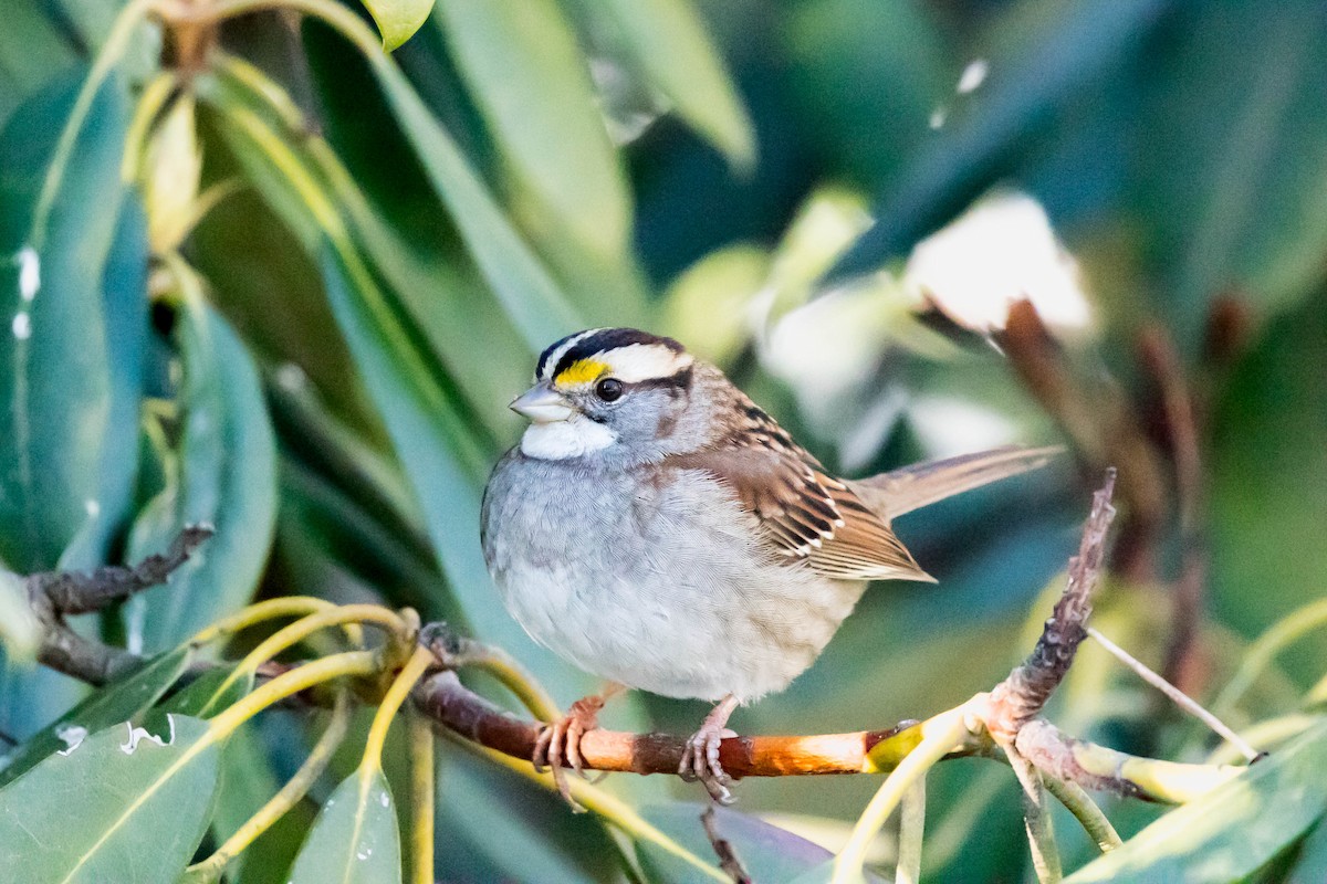 White-throated Sparrow - Nick Dorian