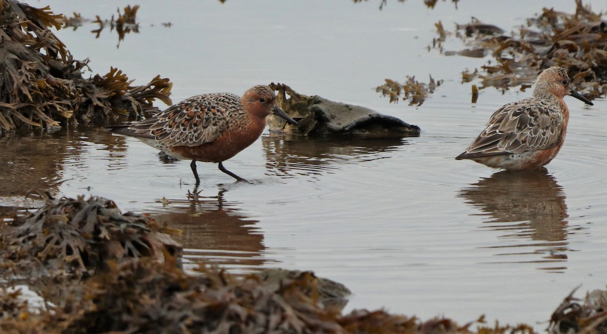 Red Knot - ML455184801