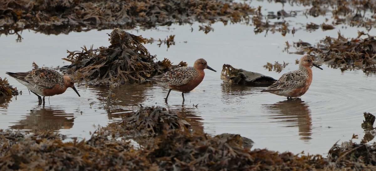 Red Knot - ML455185131