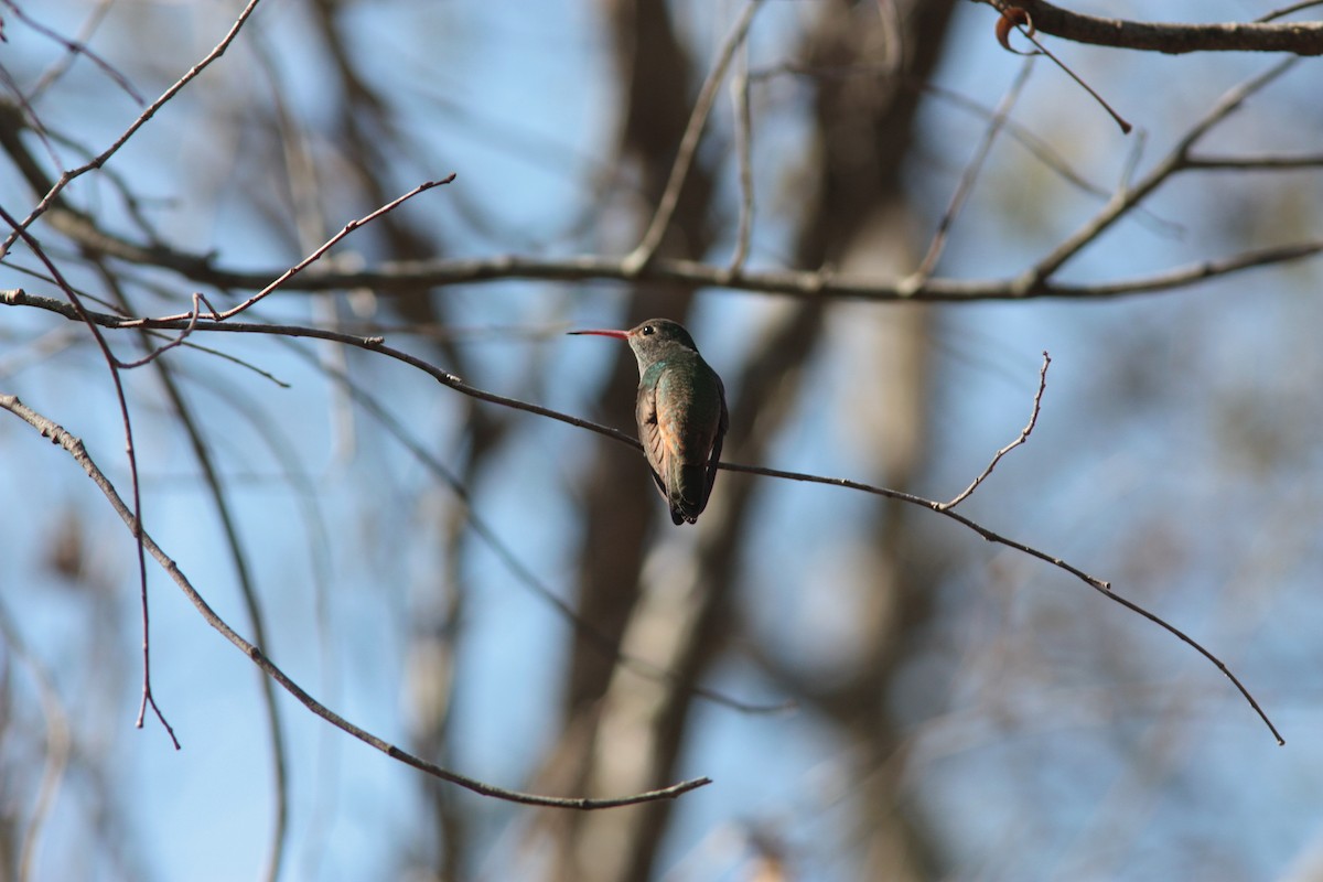 Buff-bellied Hummingbird - ML455185521