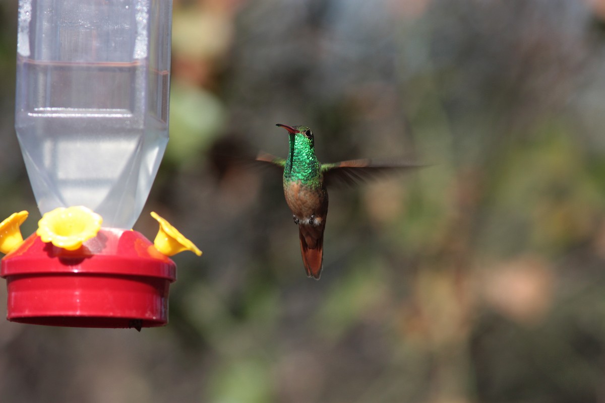 Buff-bellied Hummingbird - Richard Dunn