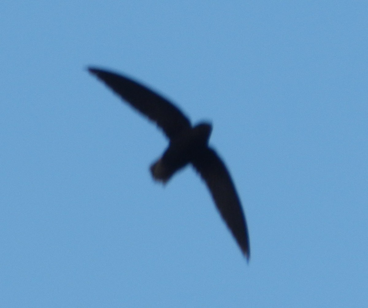 Short-tailed Swift - ML455186481