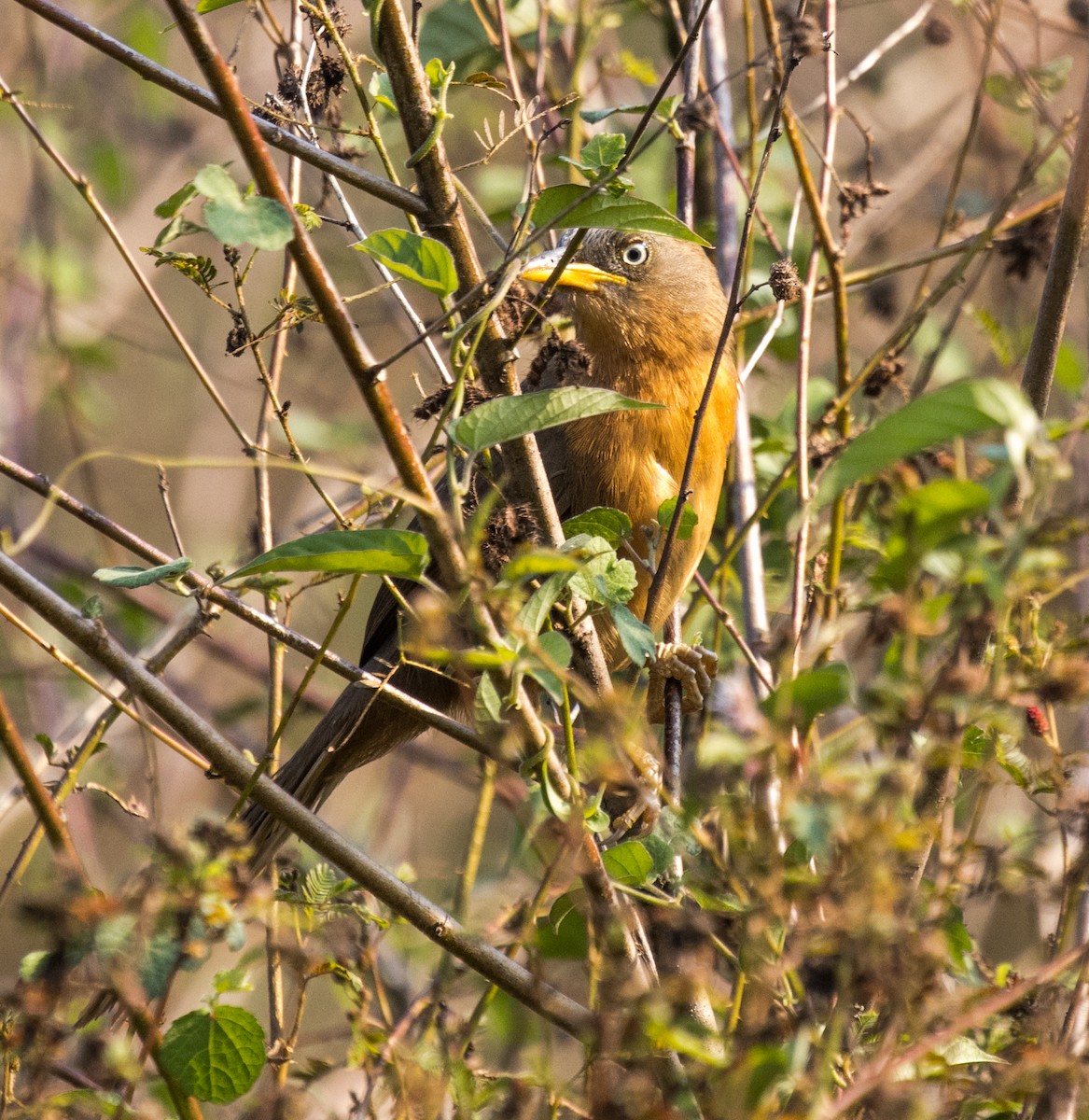 Rufous Babbler - Ashwini Bhatt