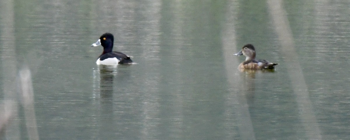 Ring-necked Duck - ML455191911