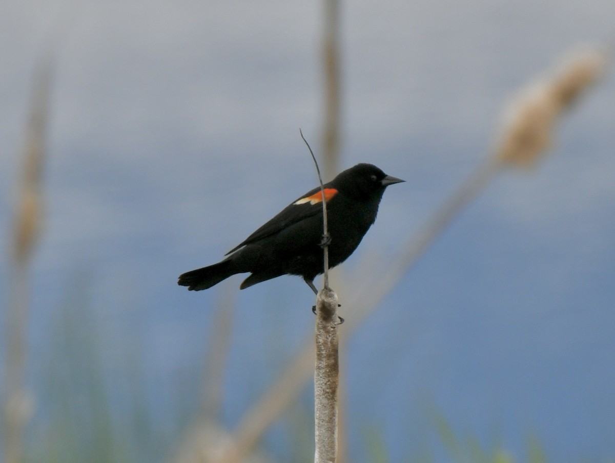 Red-winged Blackbird - ML455192211